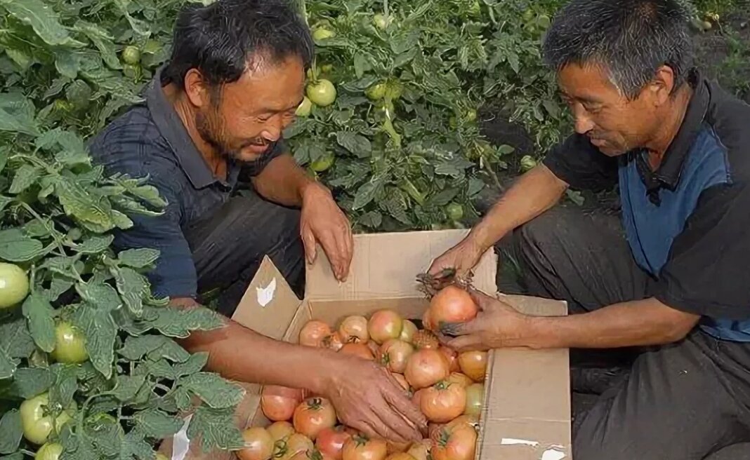 Граждане Китая работают до седьмого пота (фото - lb.ua)