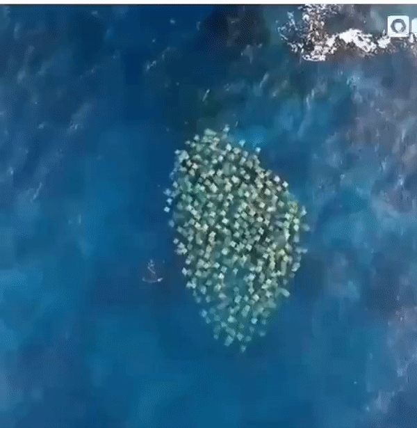 Скаты, которые плывут по направлению к пляжу.