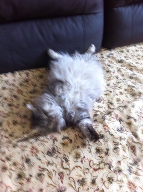 Мой любимчик Масяня - комок милоты и, естественно, клочки шерсти.
