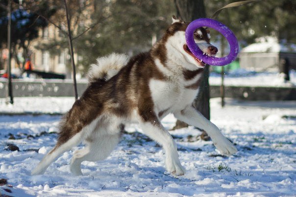 Аляскинский маламут играет с пуллером