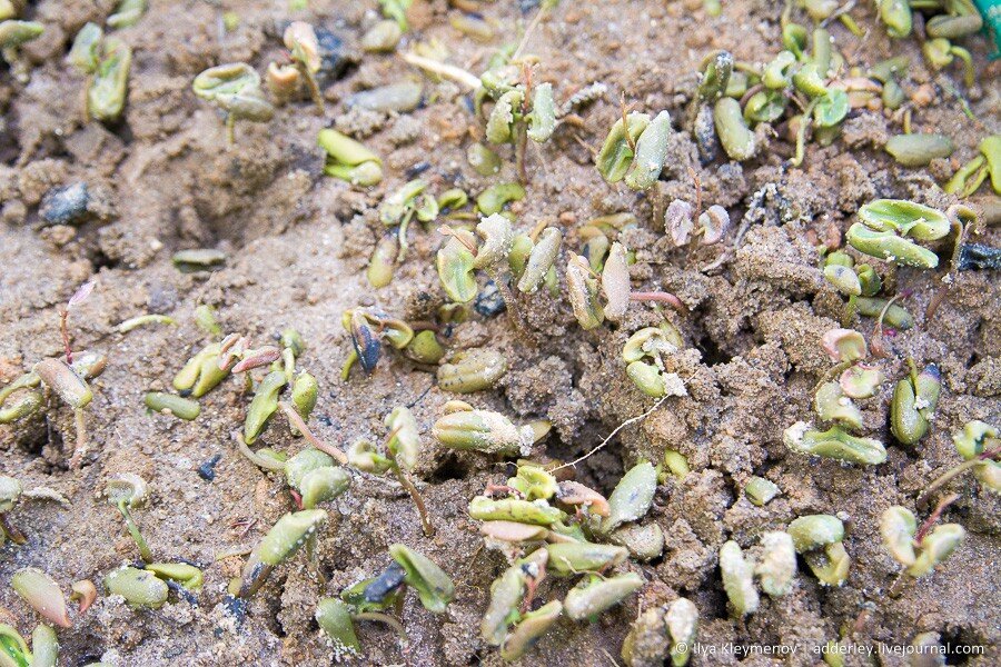 2. Основные культуры, которые приносят питомник доход, это ваниль и гвоздика. На фотографии гвоздика, ее проращивают из перезрелых бутонов.

