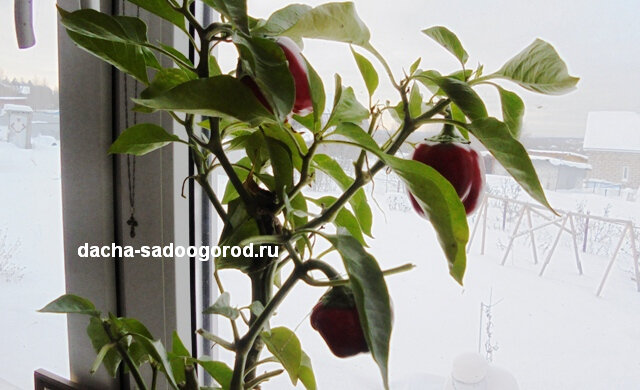 Перец, который осенью пересадила из теплицы в 5л ведро
