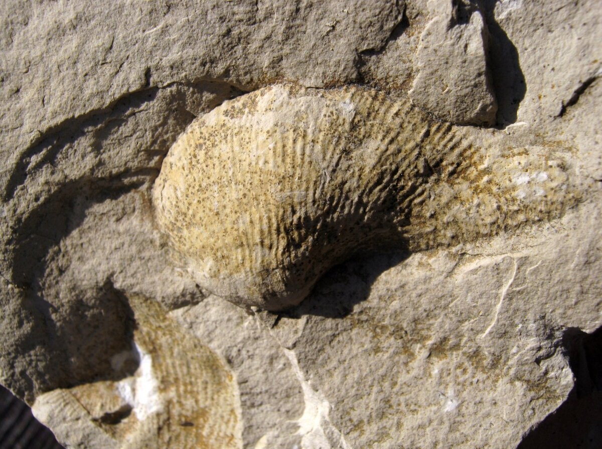 Окаменелая ракушка