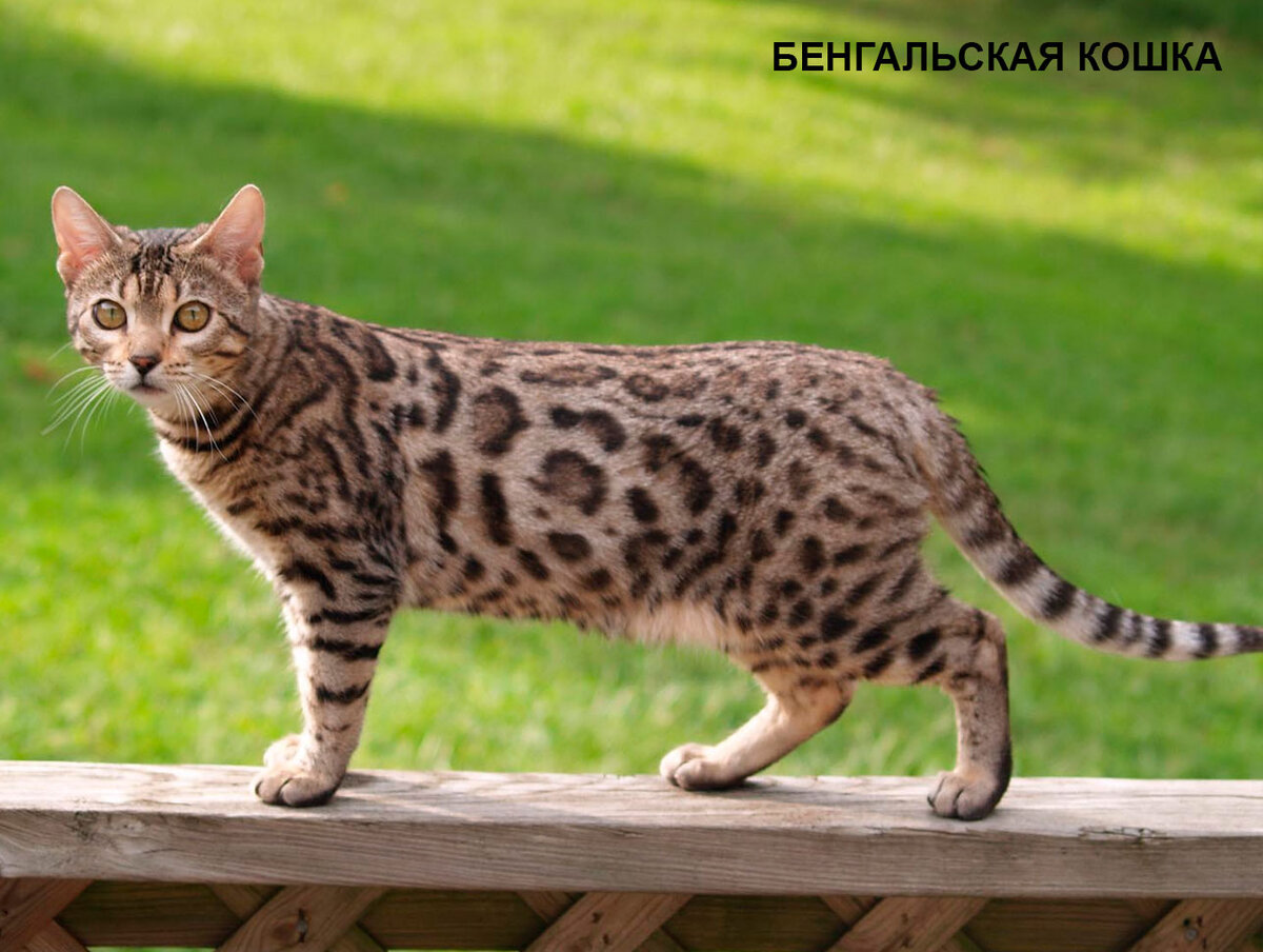 Бенгальская кошка: аллергенная или нет? Порода вызывает ли у людей реакцию гиперчувствительности