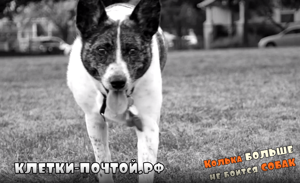 Ласка вредная собака