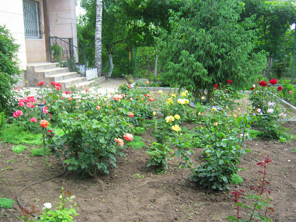 Мои розы (фото автора)