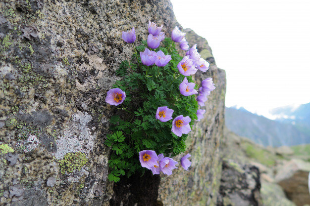 фото из сети интернет