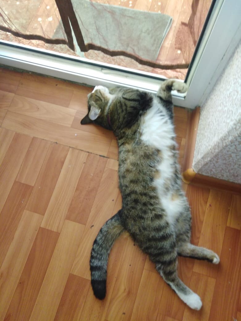 Зайчик его зовут. Весит 4 кг. Какой уж тут автобус...