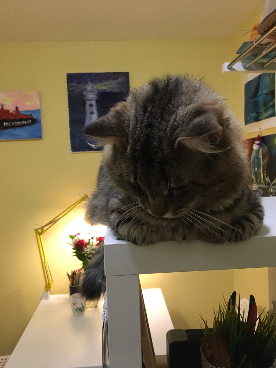 Пушистый ученик