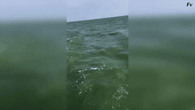 Кстати брдм-2 можно купить и оформить как трактор!