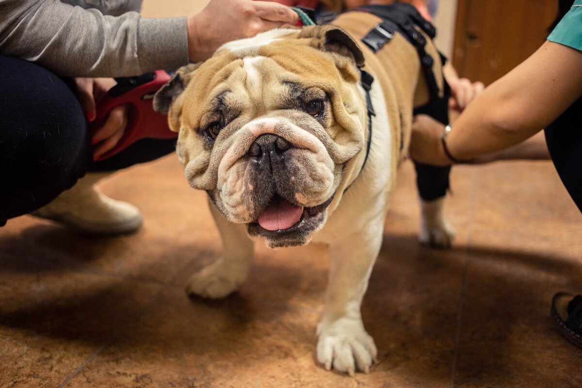 Пёс Бэк, который повредил лапу при прыжке. Теперь ему нужно ортопедическая амуниция/Аня Матвеева для Фонда Ройзмана