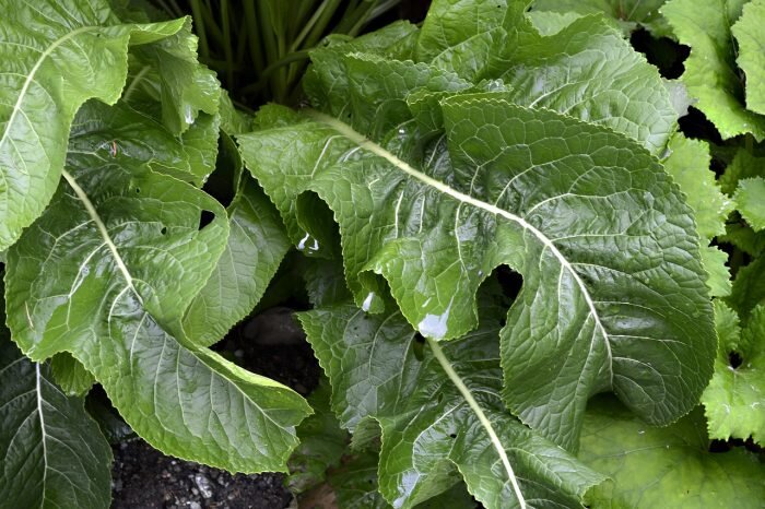 7 растительных продуктов, которые помогут выгнать паразитов из кишечника