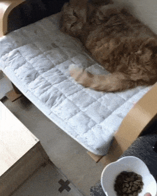 Люююди...И вы еще будете утверждать, что являетесь нашими хозяевами? Скорее все наоборот! :D И вот вам явное доказательство моих слов! Давай, корми царя, раб...Я только усядусь поудобнее... :D