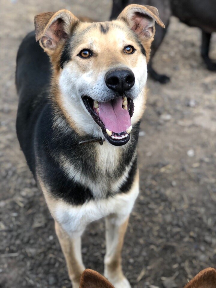 Джим, приют солнцево