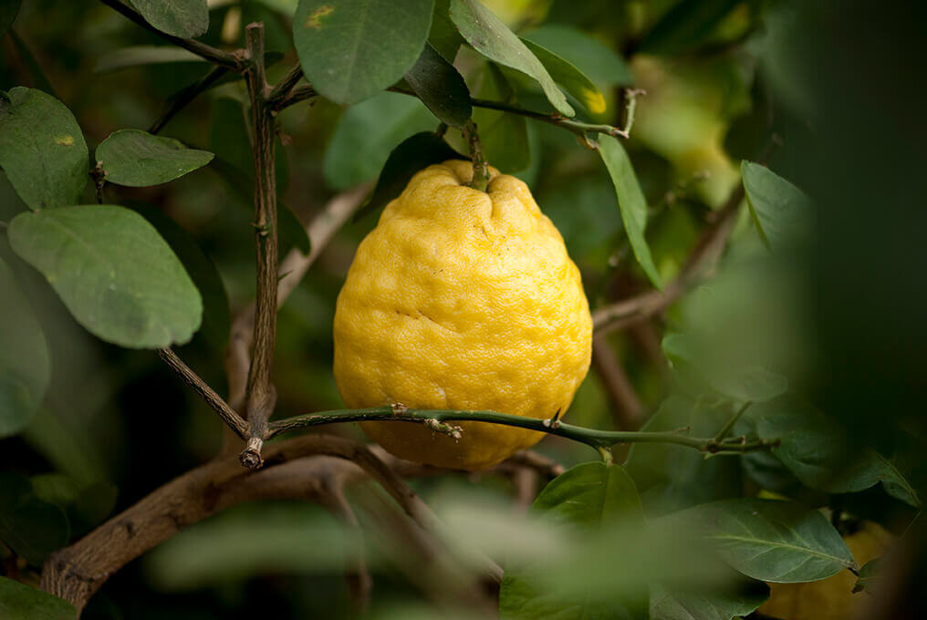 Гибриды деревьев. Лимон Пандероза. Сорт лимона Пандероза. Лимон Пандероза дерево. Цветет Пандероза лимон.