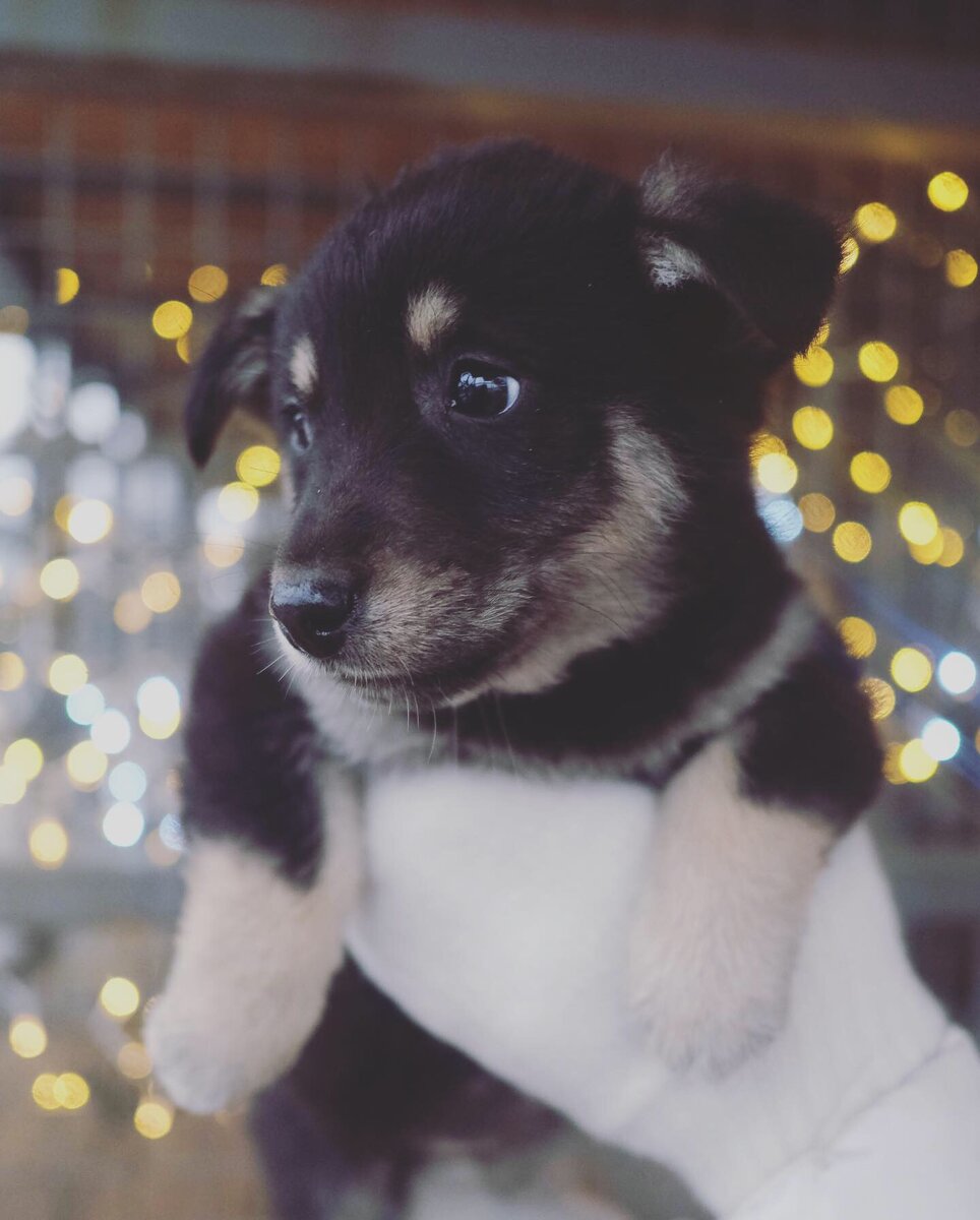 Щенок девочка, такая же маленькая, как мама