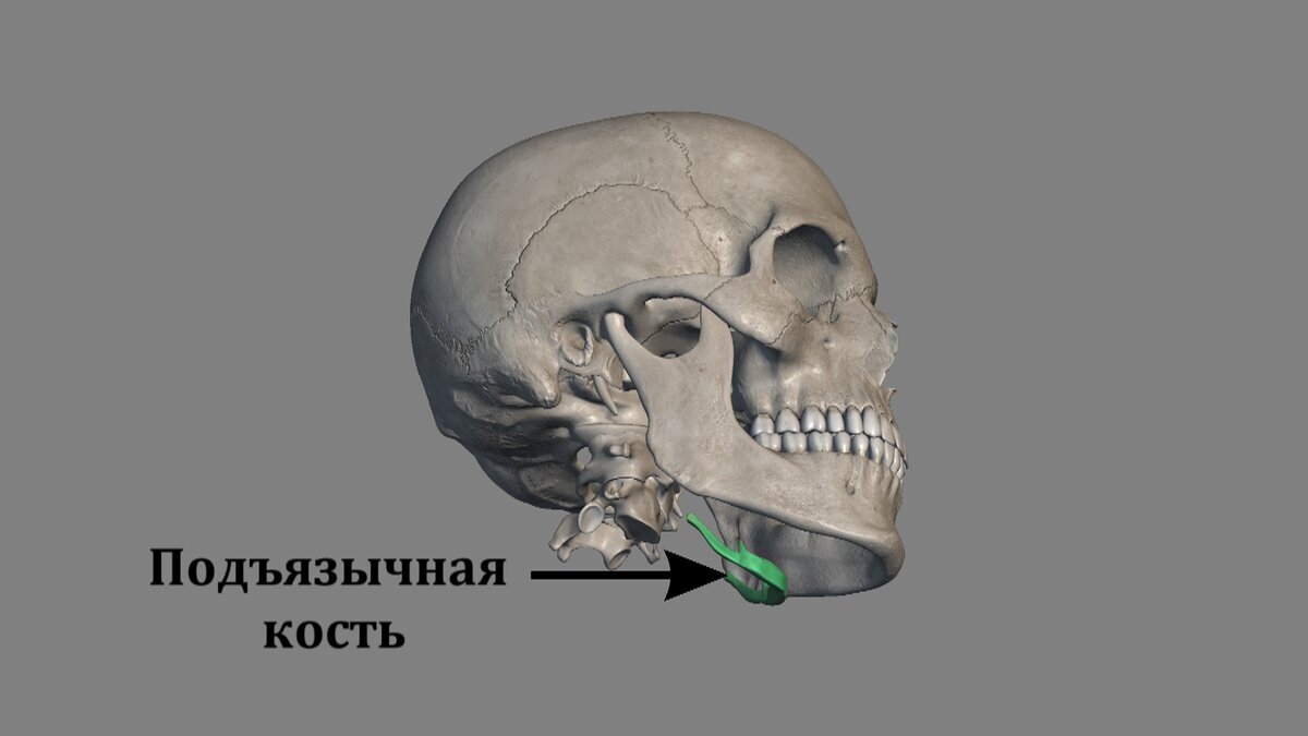 Подъязычная кость (лат. os hyoideum) — небольшая кость, которая имеет форму подковы и находится под мышцей языка. Подъязычная кость является единственной костью в теле человека, которая не соединяется с другими костями, а врастает в толщу мышц. 