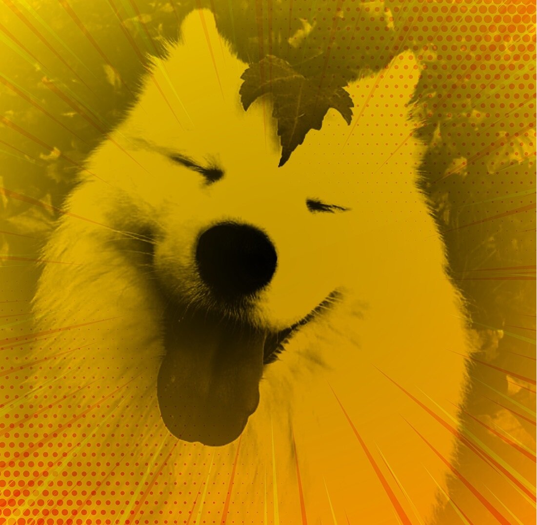 Самоедская лайка:) Источник фото: tumblr.com