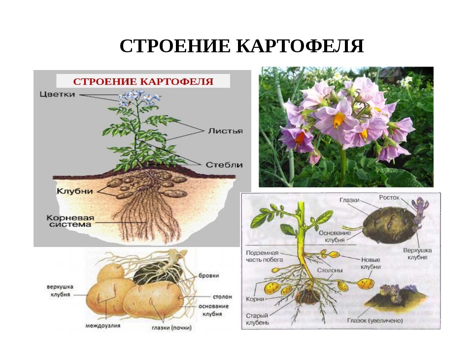 Внешнее строение листа картофеля. Строение картофельного растения. Корневые клубни биология картофель. Картофель. Строение растения клубней.. Строение цветка картофеля.