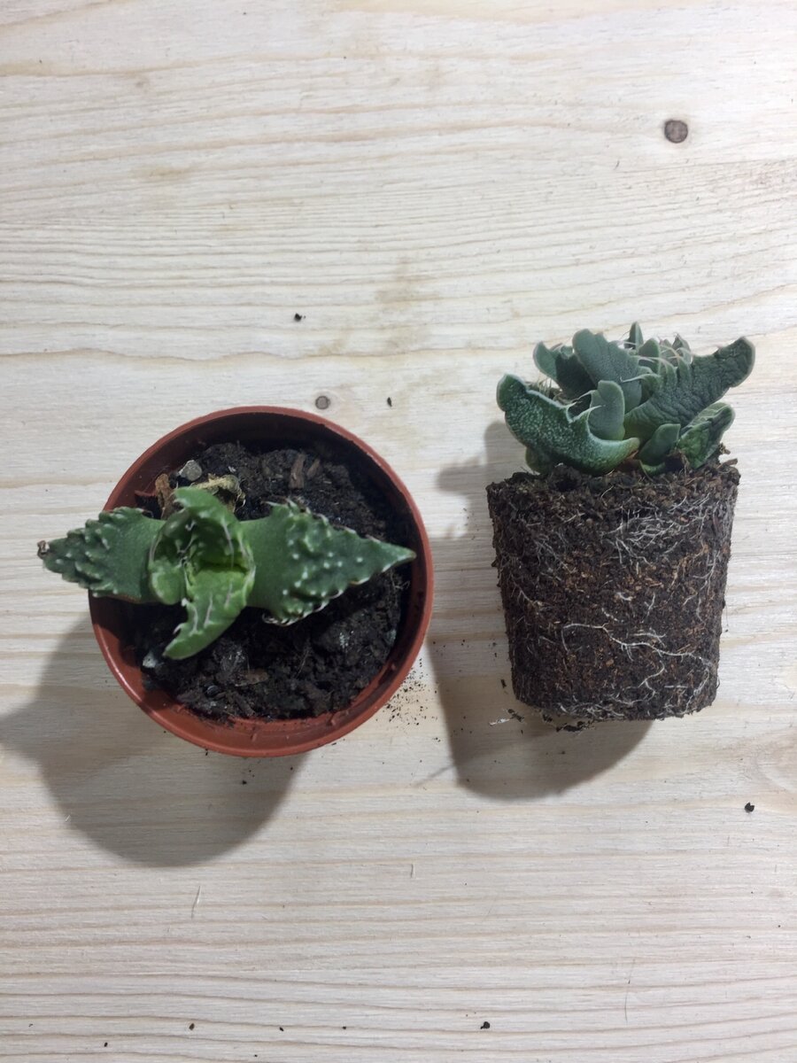 Ашан. 83₽ штучка