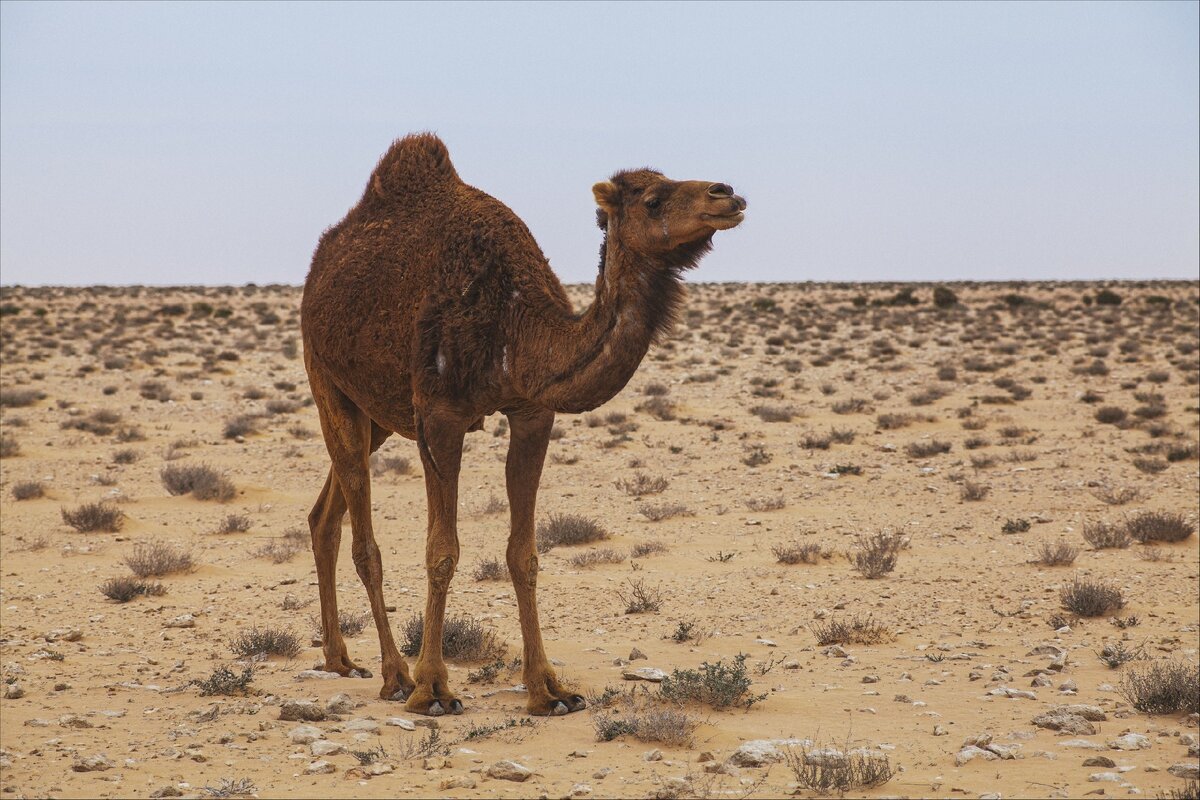Одногорбый верблюд - дромадер