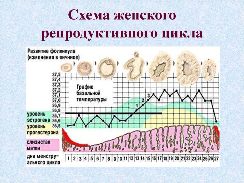 Что происходит во время овуляции с женщиной. Цикл месячных. Женский цикл. Цикл месячных норма. Цикл у женщин.