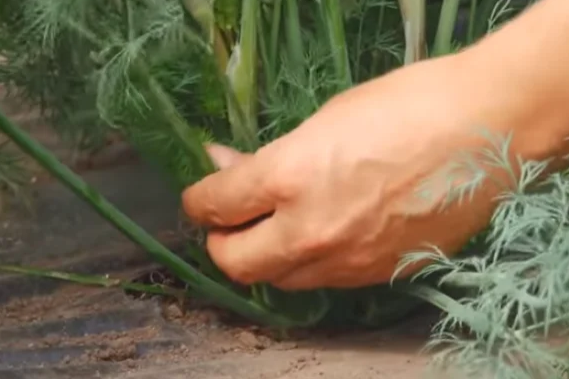 Розетка листьев кустового укропа