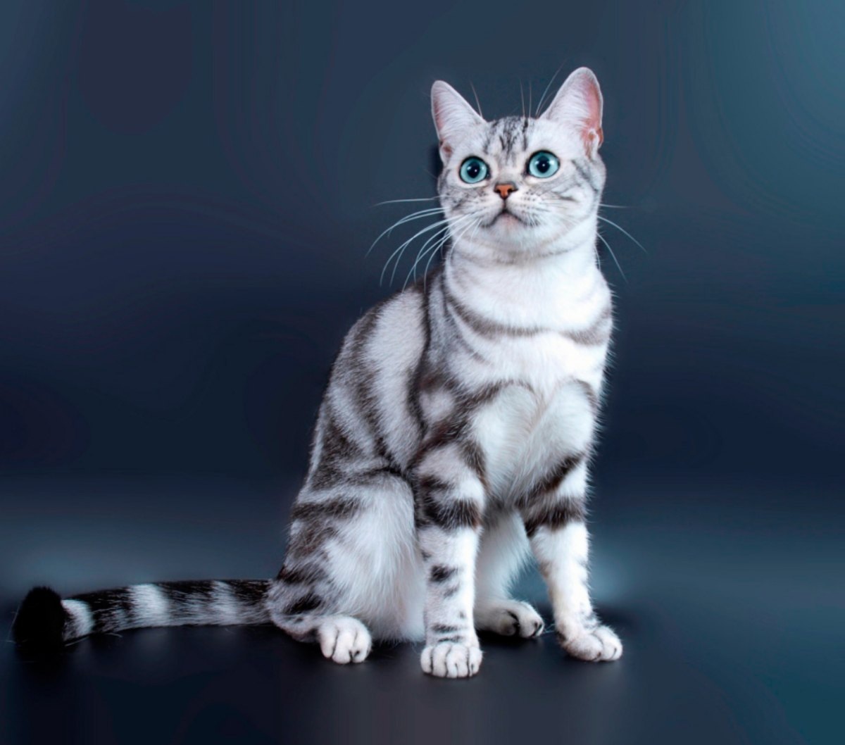 Американская короткошёрстная кошка - это порода домашней кошки, которая произошла от европейских кошек и появился на территории Северной Америки благодаря ранним поселенцам. В 2012 году эта порода была седьмой по популярности среди жителей США. Это животное хорошо умеет приспосабливаться к различным условиям и будет отличным выбором для одиноких, пожилых и семейных людей. Известно, что американская короткошерстная кошка замечательно ладит с детьми, поскольку она игривая и добродушная. Порода также подойдет для занятых людей и сможет себя развлечь в отсутствие владельца.