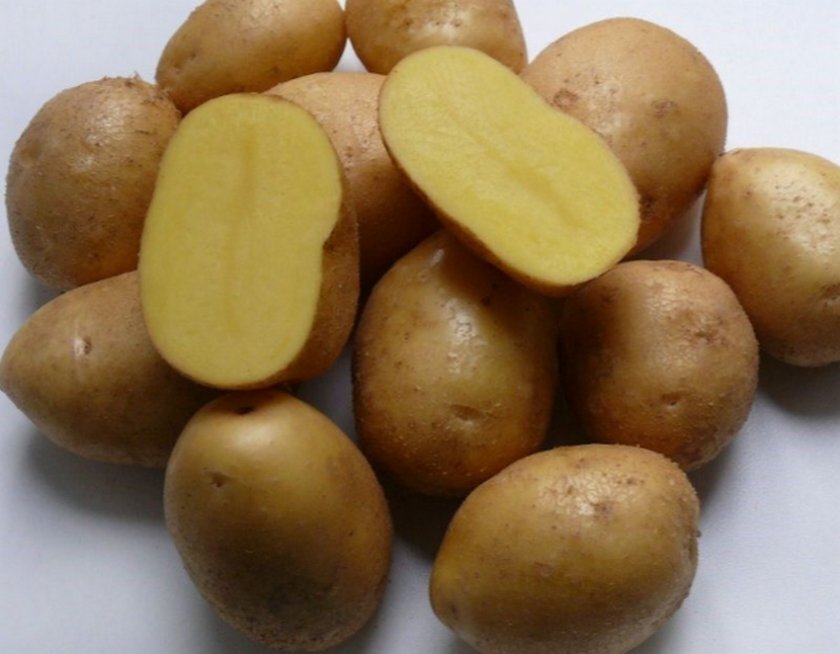 Подборка сортов картофеля вкусного и урожайного: 4 серия, заключительная