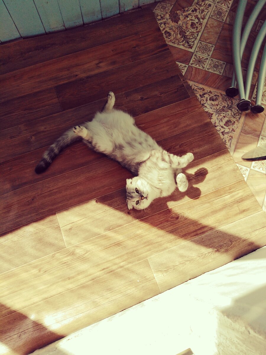 Веслаухая шотланская кошка анфиска 