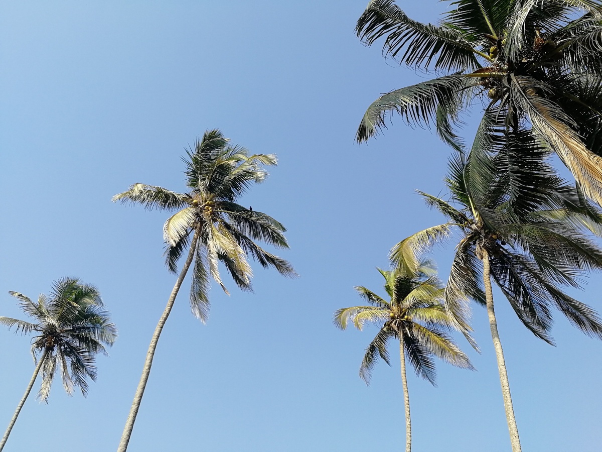 Таиланд. Кокосовая пальма. Фото автора.