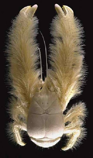 Kiwa hirsuta