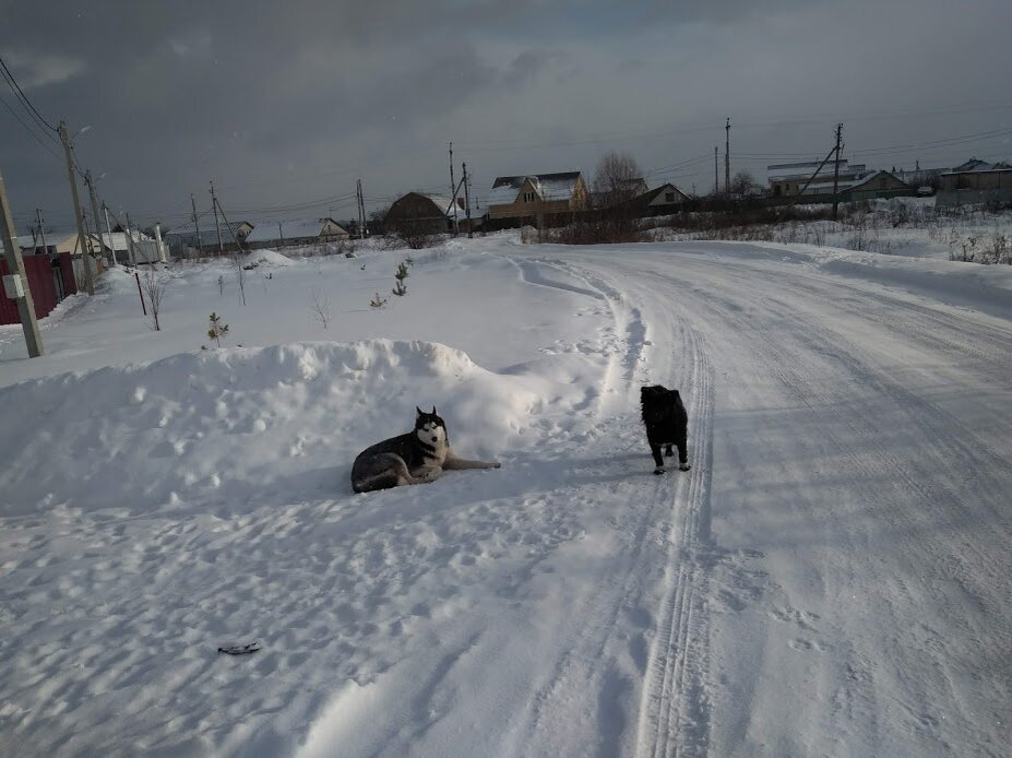 Спасенный хаски (слева)