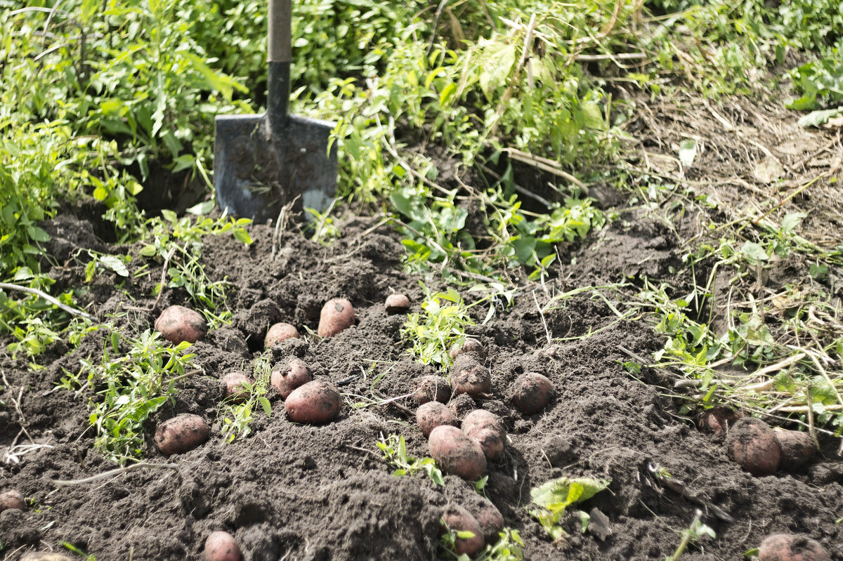 Способ повышения урожайности картофеля, запатентованный в качестве изобретения