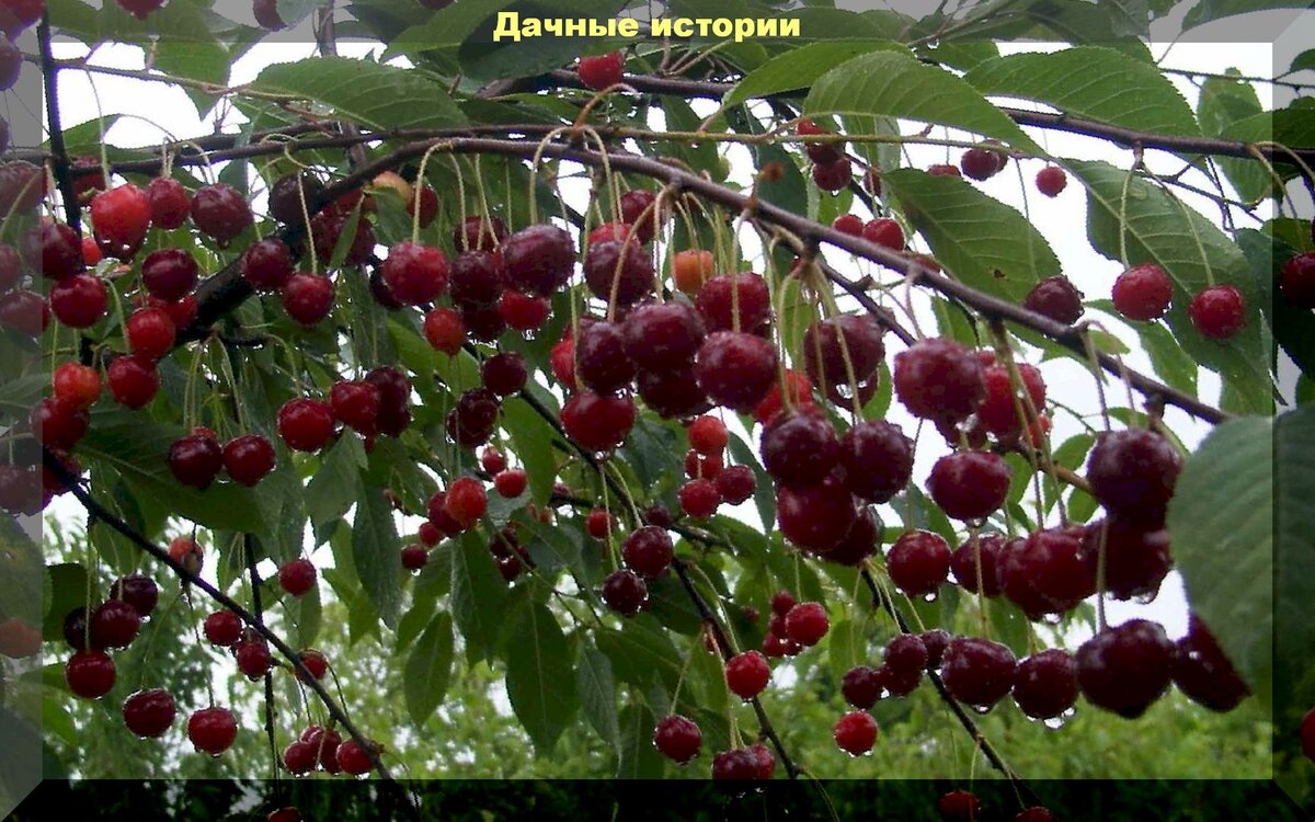 https://vk.com/photo-159774511_457243536