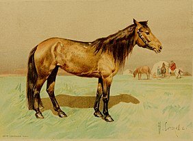 Киргизская лошадь. 