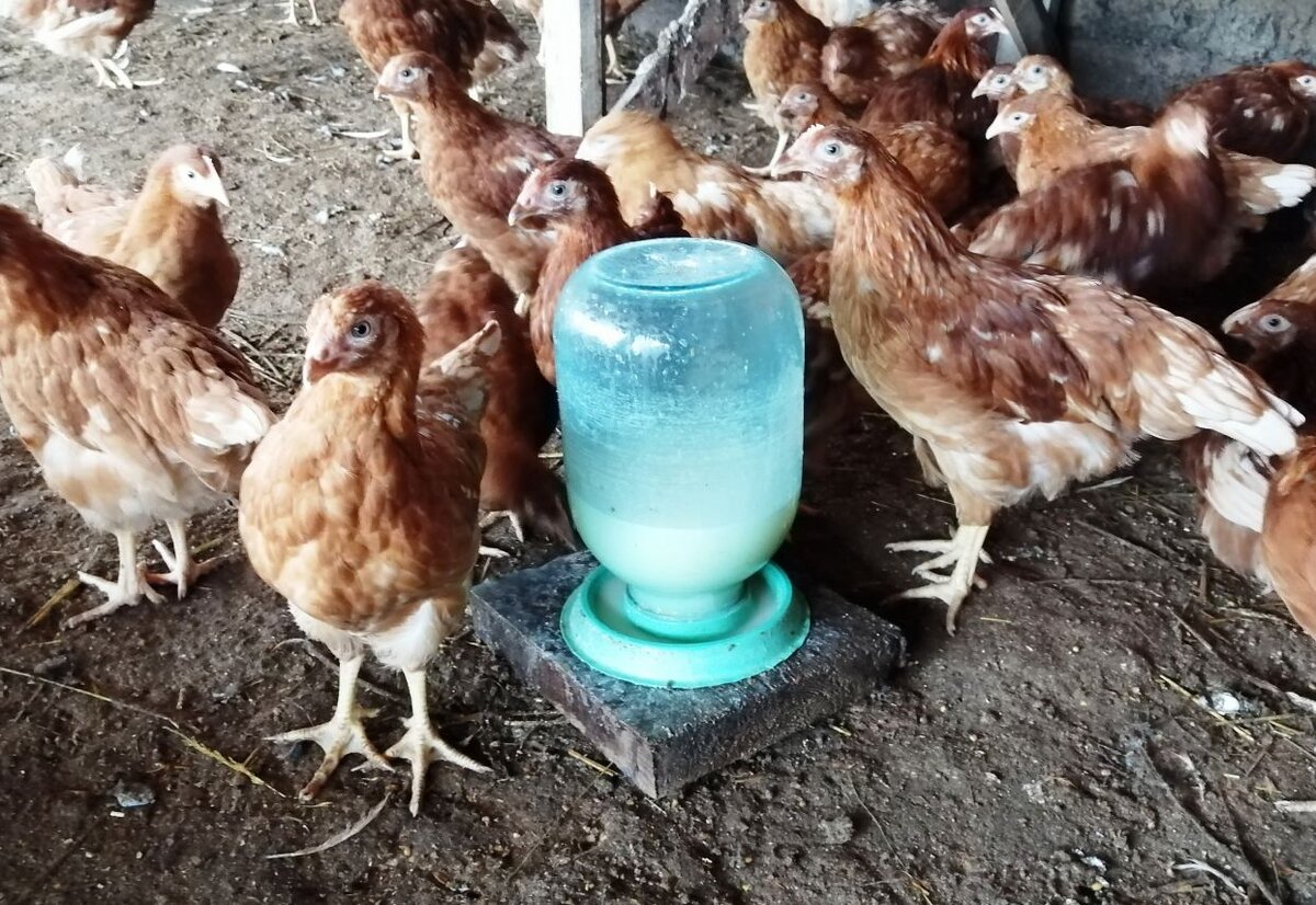 Сыворотка бролерскии цыплятам