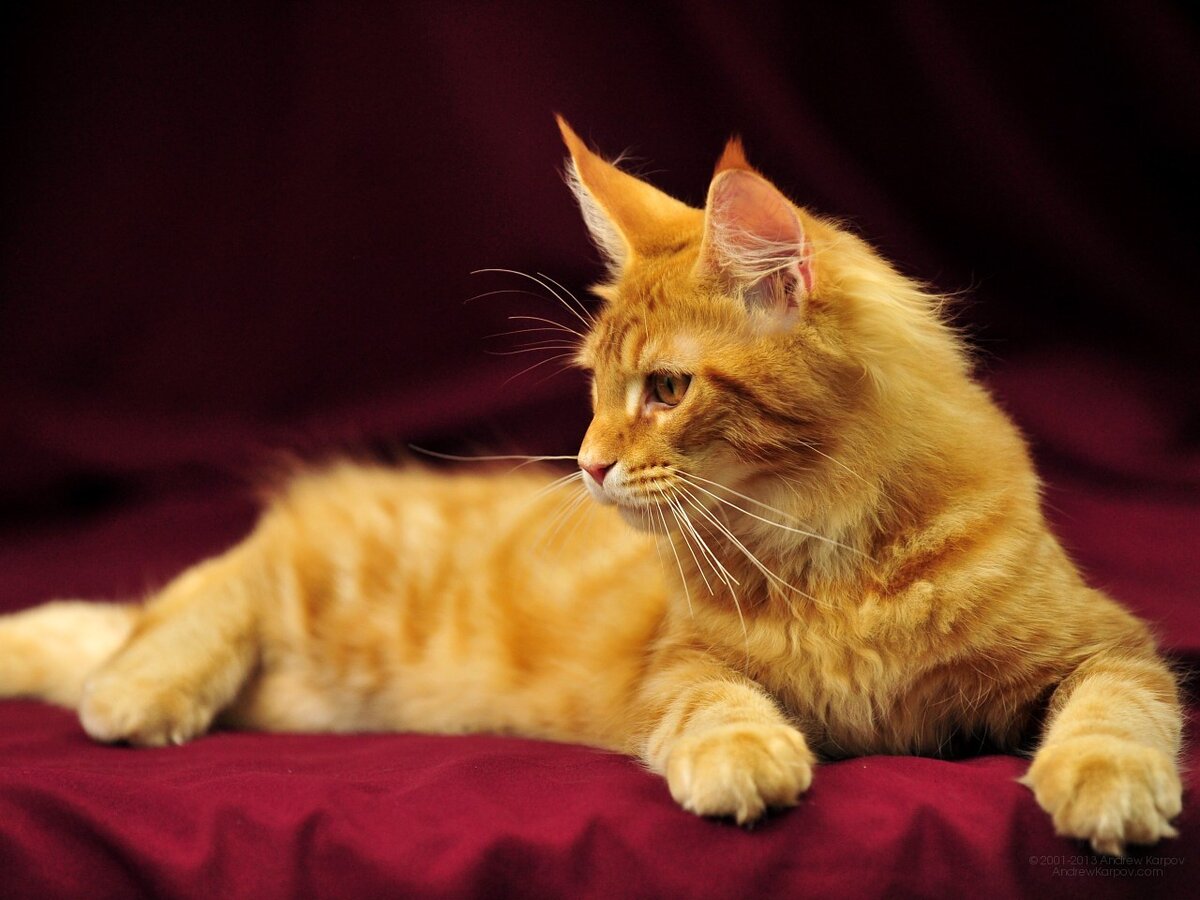 " Котейка Ко "