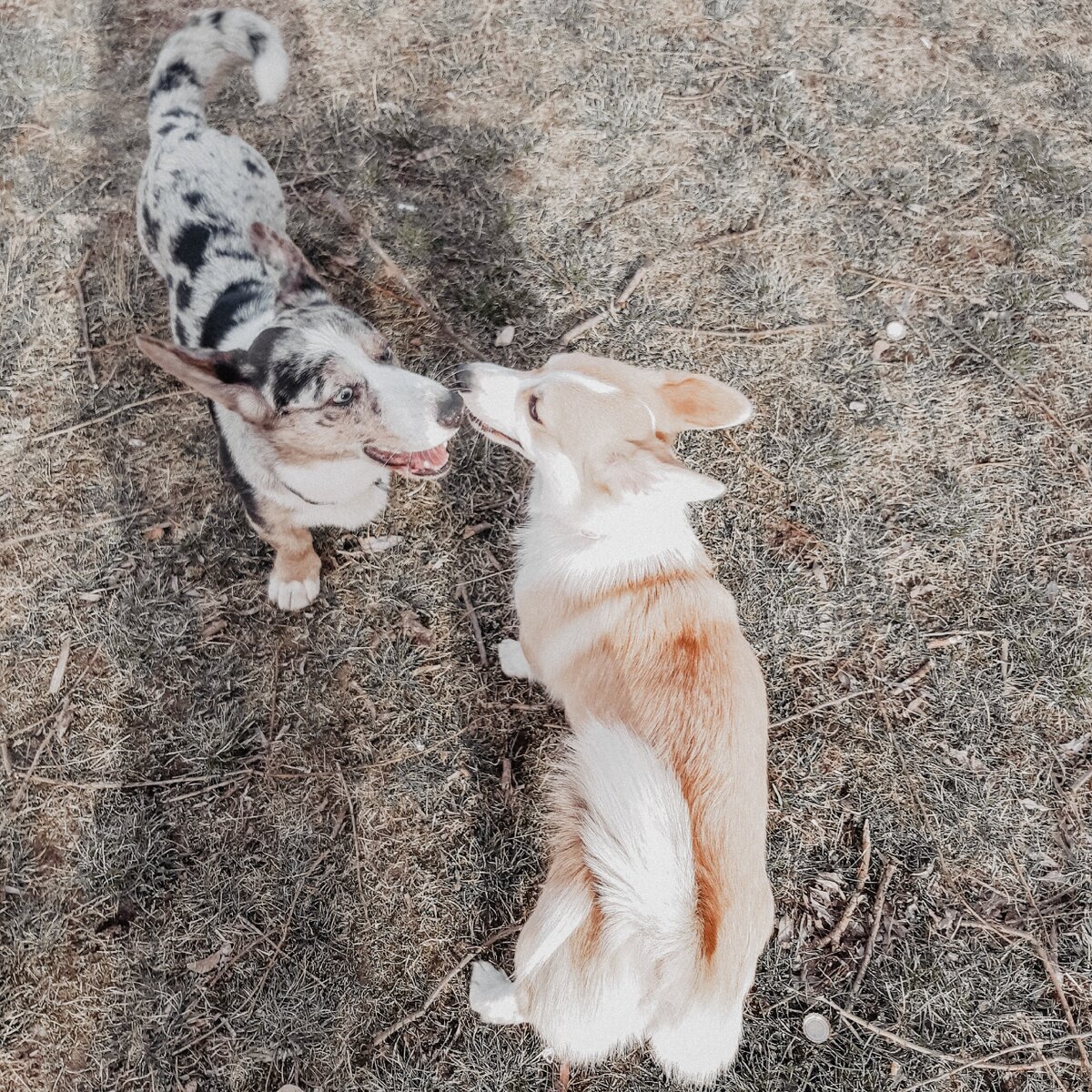 Один из кавалеров