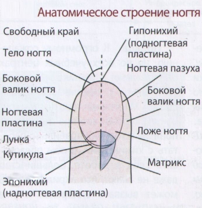 Вот что обычно проходят на курсах 