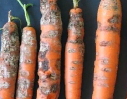 Соседка сжалилась надо мной и поделилась секретом, как вырастить урожай моркови без гнили, с помощью 2-х копеечных…