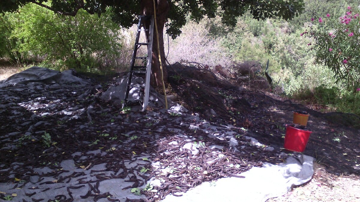 Из инструментов: лестница, бамбуковая палка, ведра и брезент.