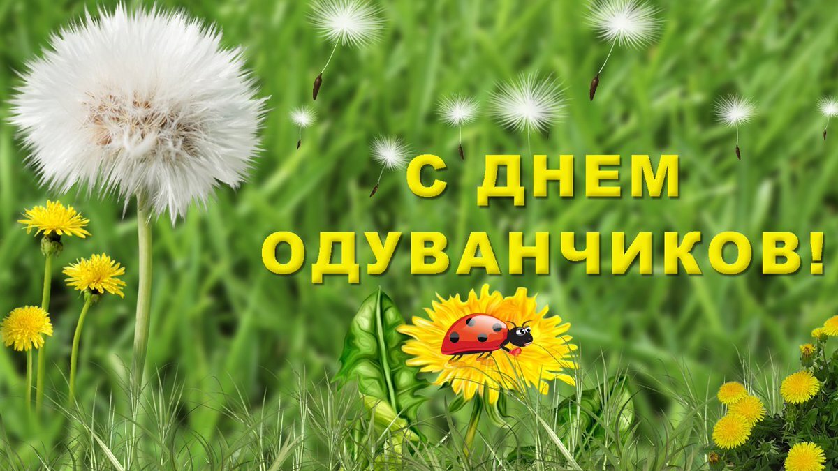 Одуванчики.