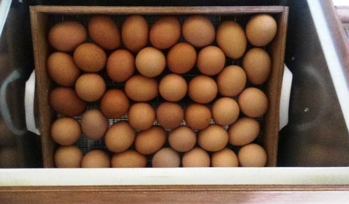 Доминант 109