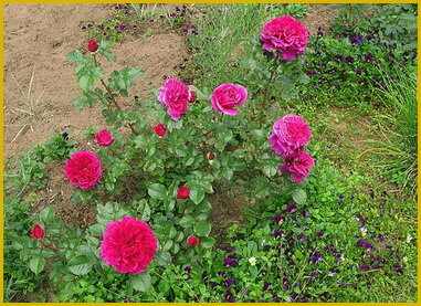 Парковые розы: виды, сорта, описание, уход - Новости Клуба Растений