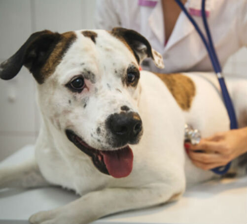 Сердечная недостаточность у собак