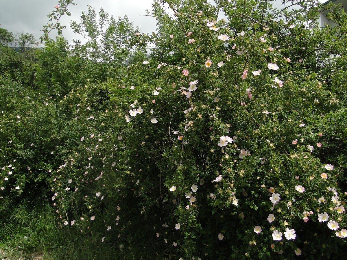 Возле дома каждый год в конце мая "буйствует" шиповник