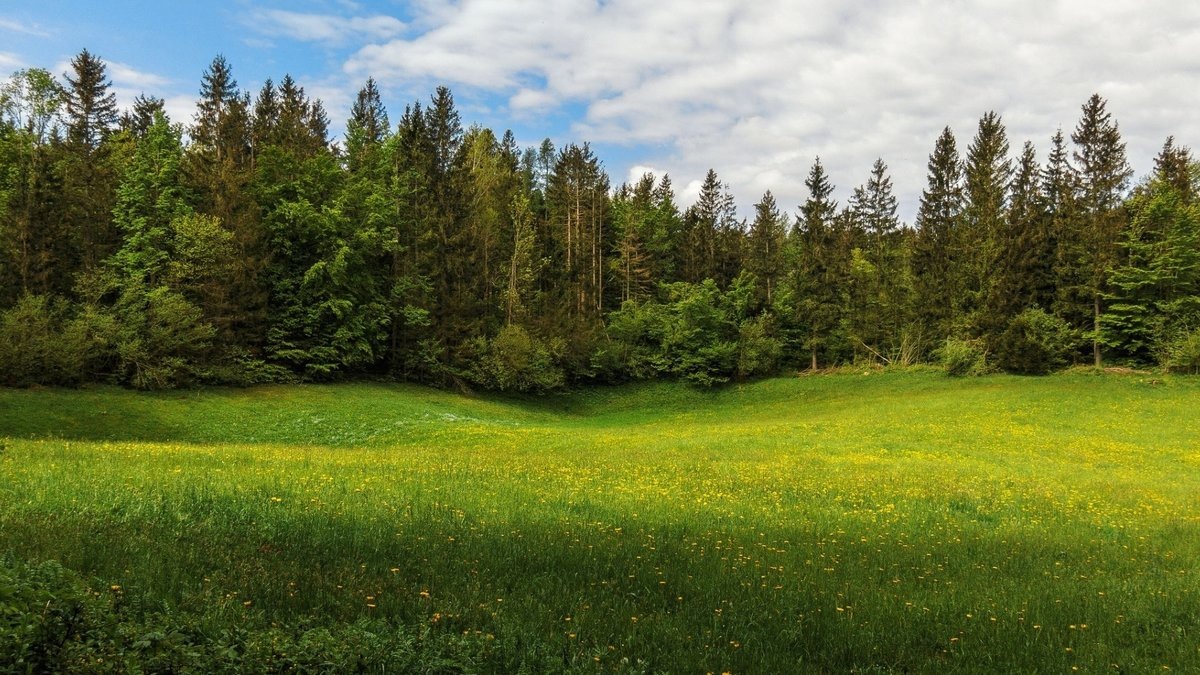 Фото: Яндекс