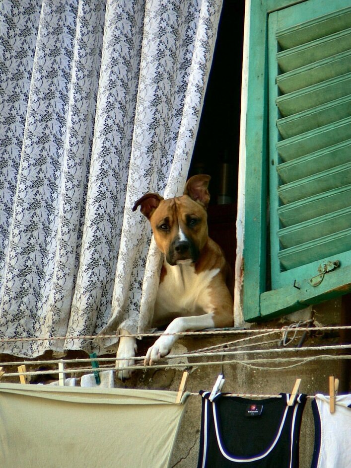 У меня когда-то тоже была овчарка, да вот какой год все вспоминаю. Чудесная девочка была.