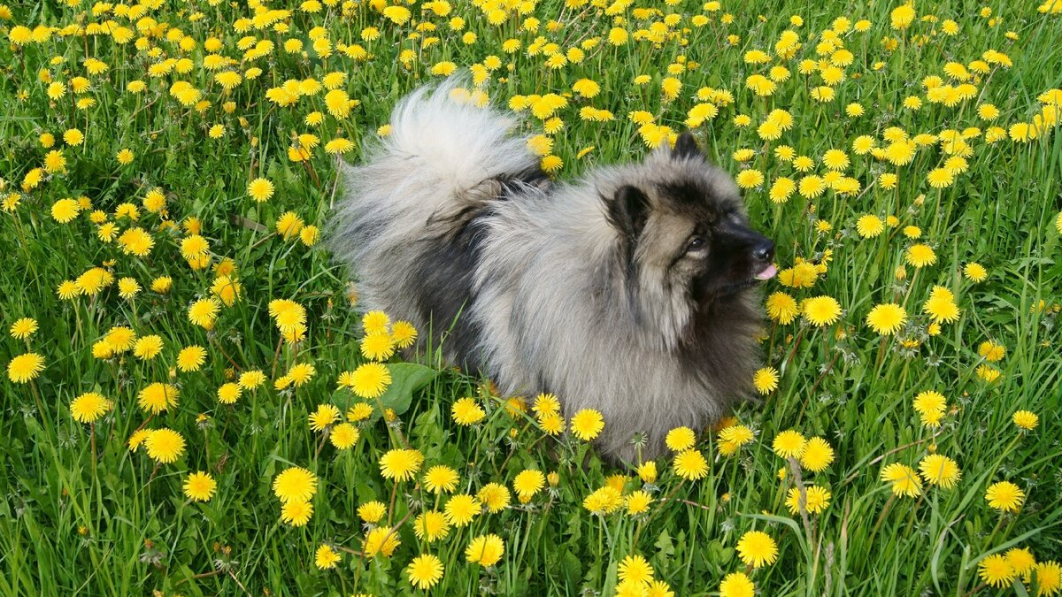 фото автора. Кеесхонд Плюша.